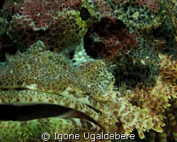 scorpion fish close up. by Igone Ugaldebere 